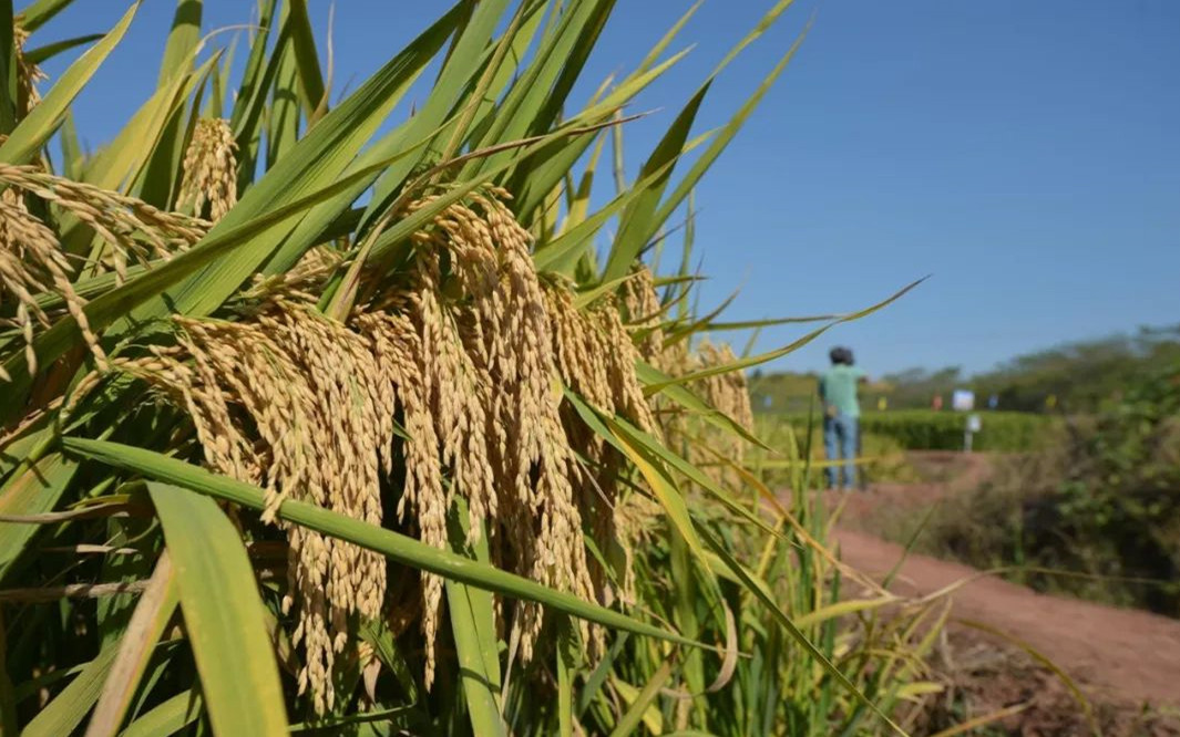 水稻.jpg 水稻.jpg