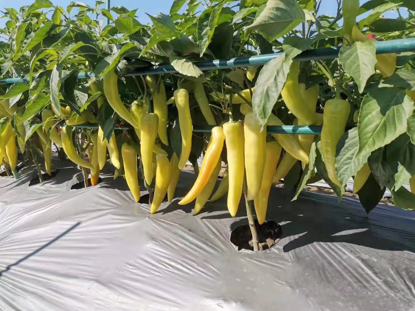 微信圖片_20210501132140.jpg 微信圖片_20210501132140.jpg