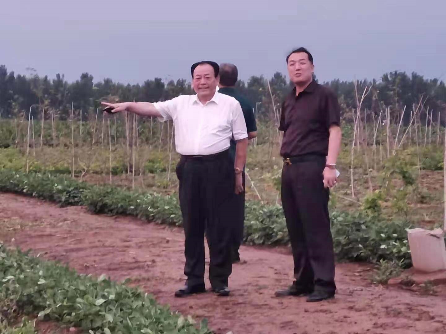 中綠生態農業科學院院長在種植基地考察植物高鈣
